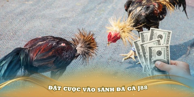 Thành viên tiến hành đặt cược vào sảnh đá gà J88